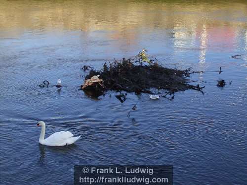 Life on the Liffey